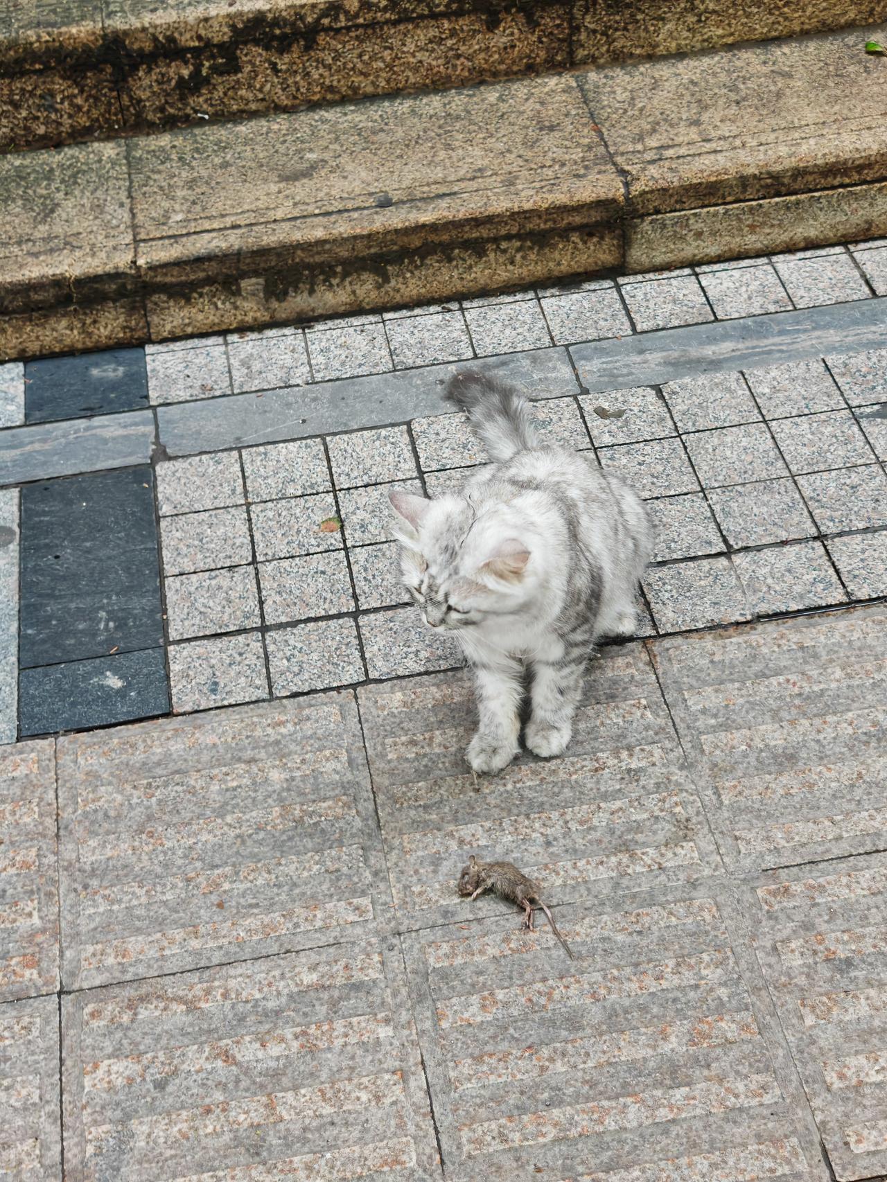 今天看到了猫捉老鼠的场景。常听人们说，现在的猫不仅不会捉老鼠，而且看见老鼠就逃