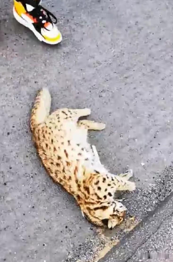 有人在去阿拉山的路边发现了这只死去的猫咪，这只猫长得特别漂亮，皮毛也比较特殊，长