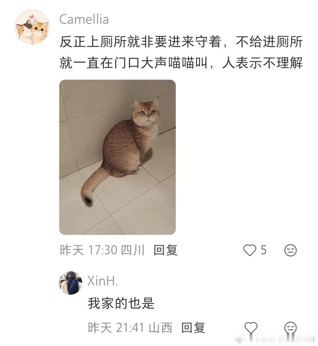 被猫凝到底是什么感觉？