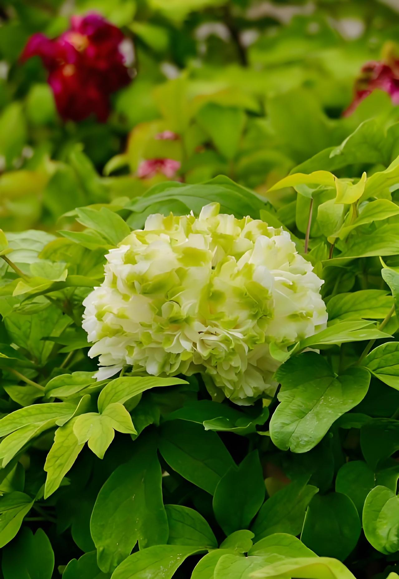 山西牡丹园园主宣布：“从今天开始，我们牡丹园不再接待任何游客”。真的太让人寒心