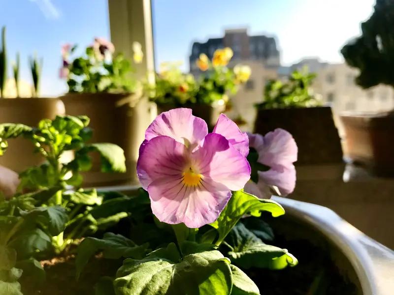 养花的宝子有福啦！生活中常见的东西就能变成养花神器。香蕉皮泡水可是天然化肥，相当