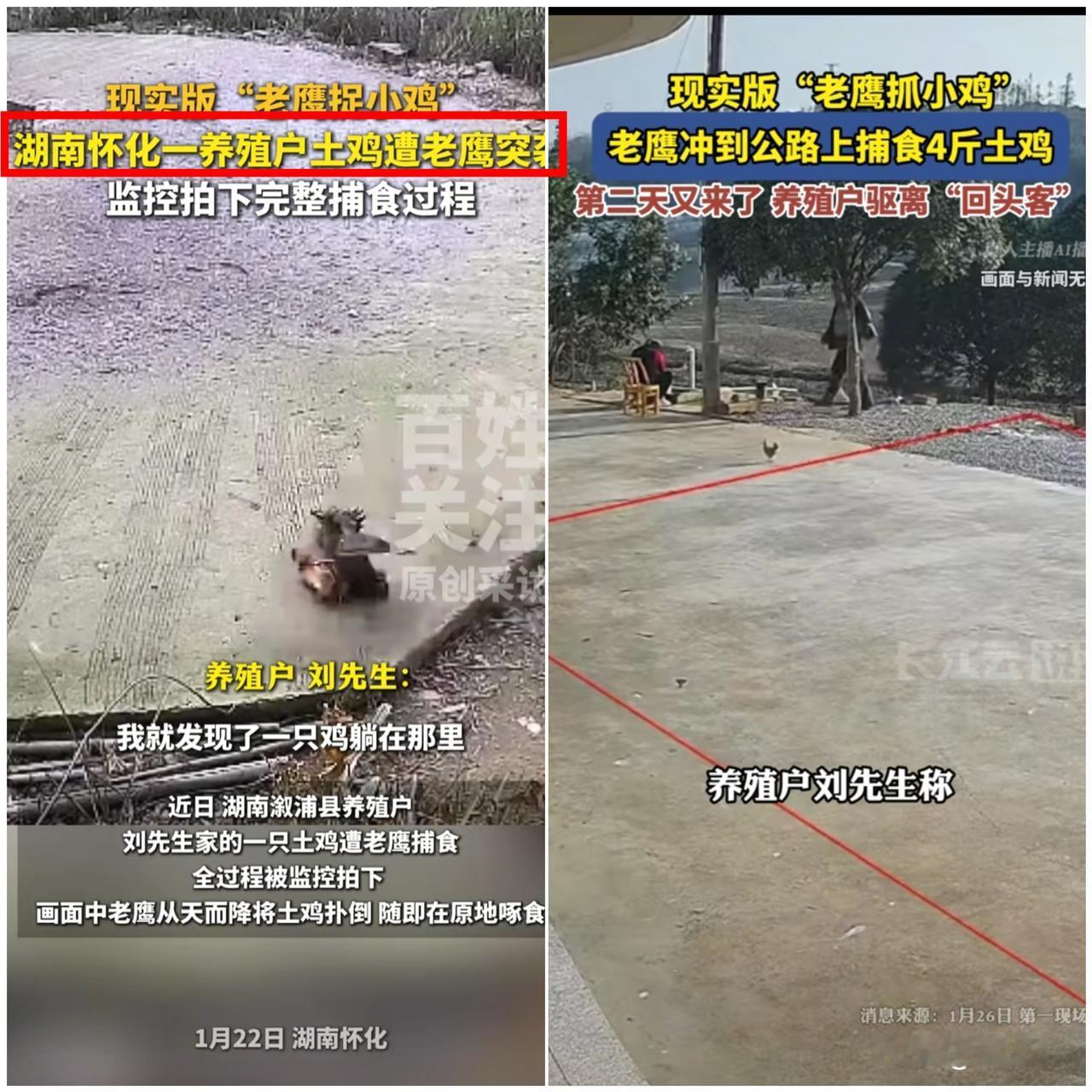 太离谱了！怀化养殖户的土鸡竟被老鹰当面捕食，年关将至的收成平白折损，更无奈的