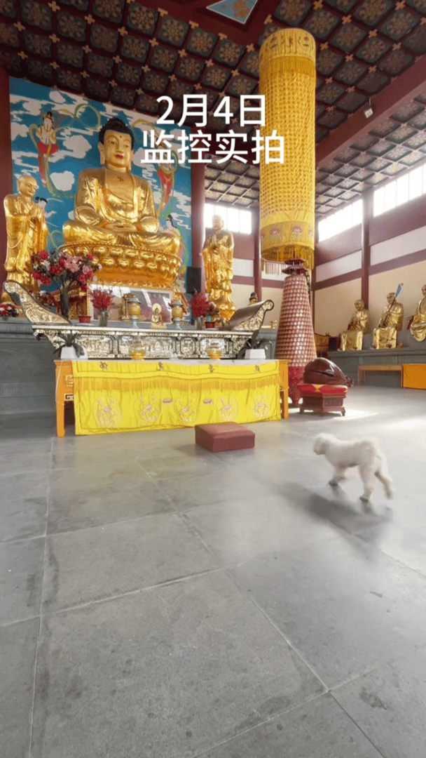 真是万物皆有灵，这只狗也太聪明了，居然把人类拜佛求经的本事都学会了！