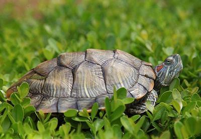 万万没有想到，广东汕头，一女子发视频分享，她家公公平时常常去附近一水塘投喂一只乌