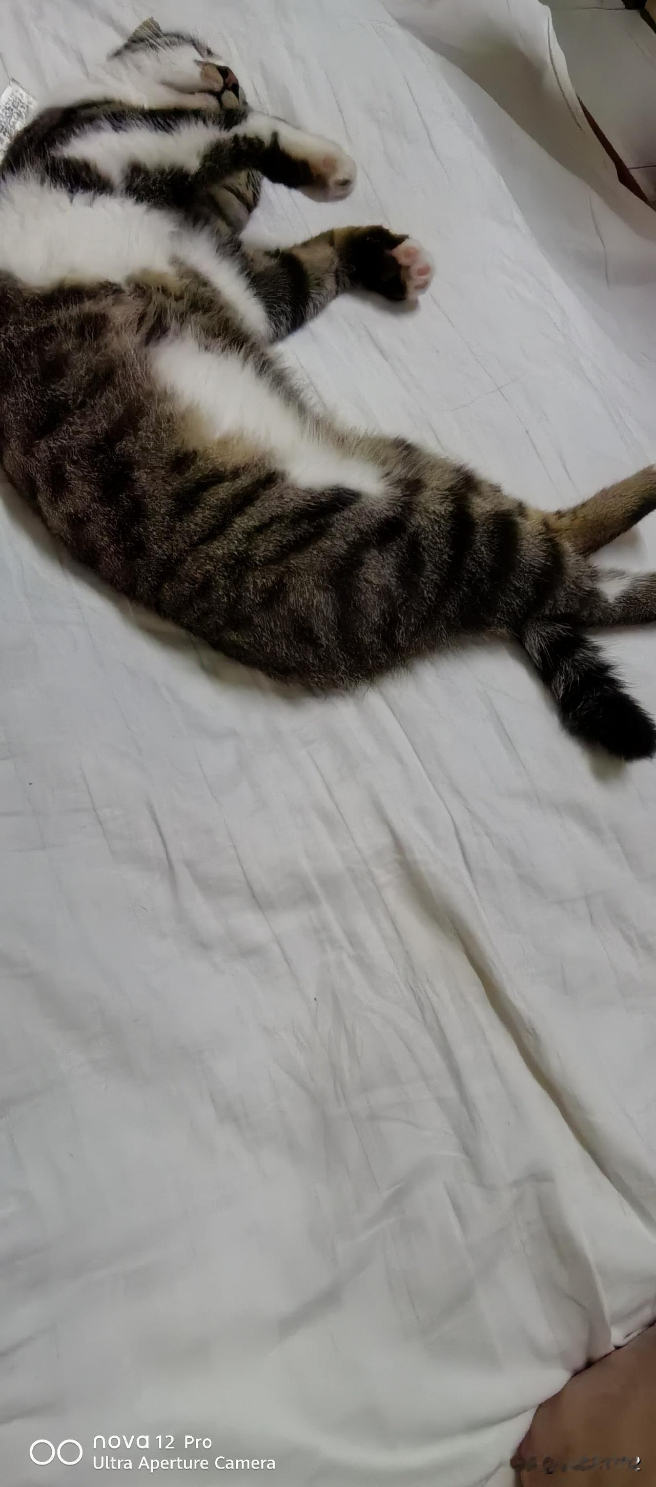 晒晒你家猫咪慵懒的样子我家的猫懒，但是脾气暴躁，一言不合就挠人。