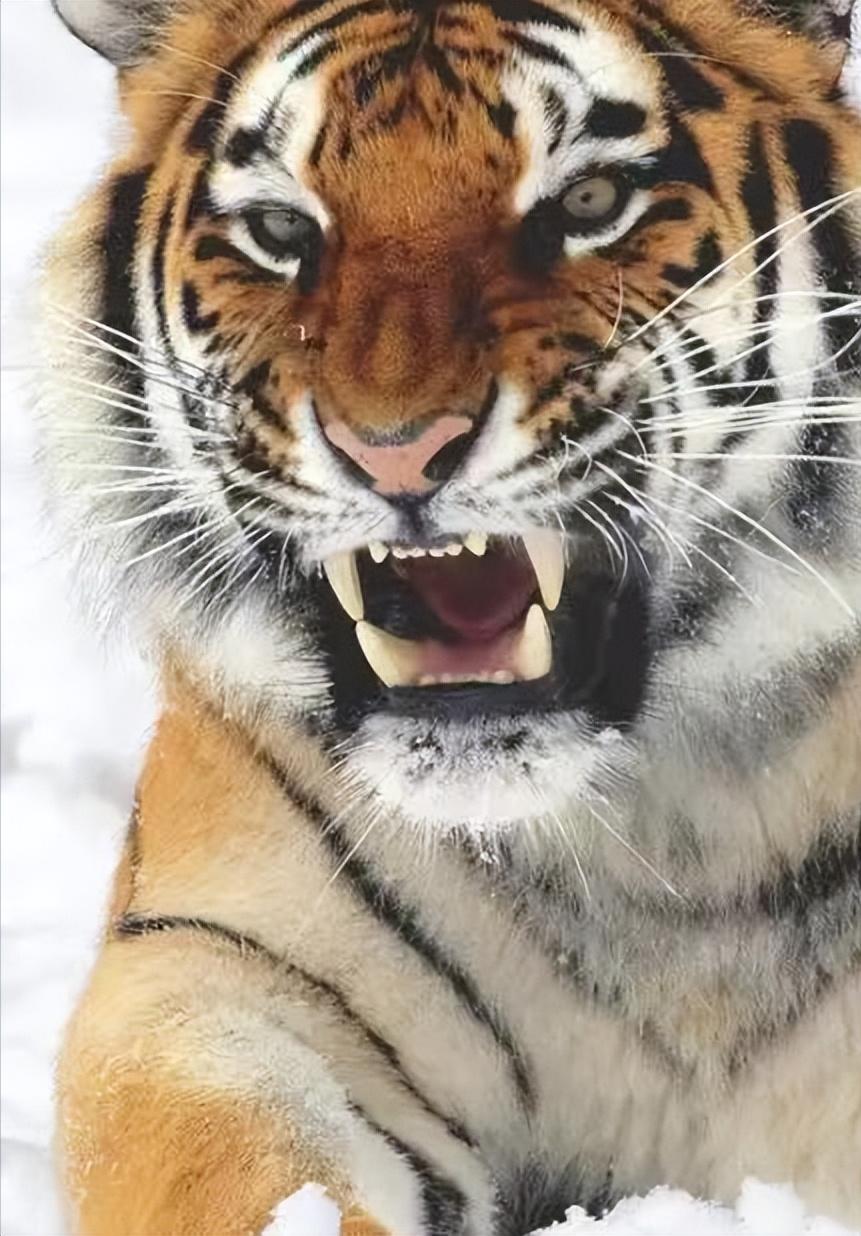 一位常年和老虎打交道的护林员告诉我：90%的人都不知道，遇见老虎的正确应对措施是