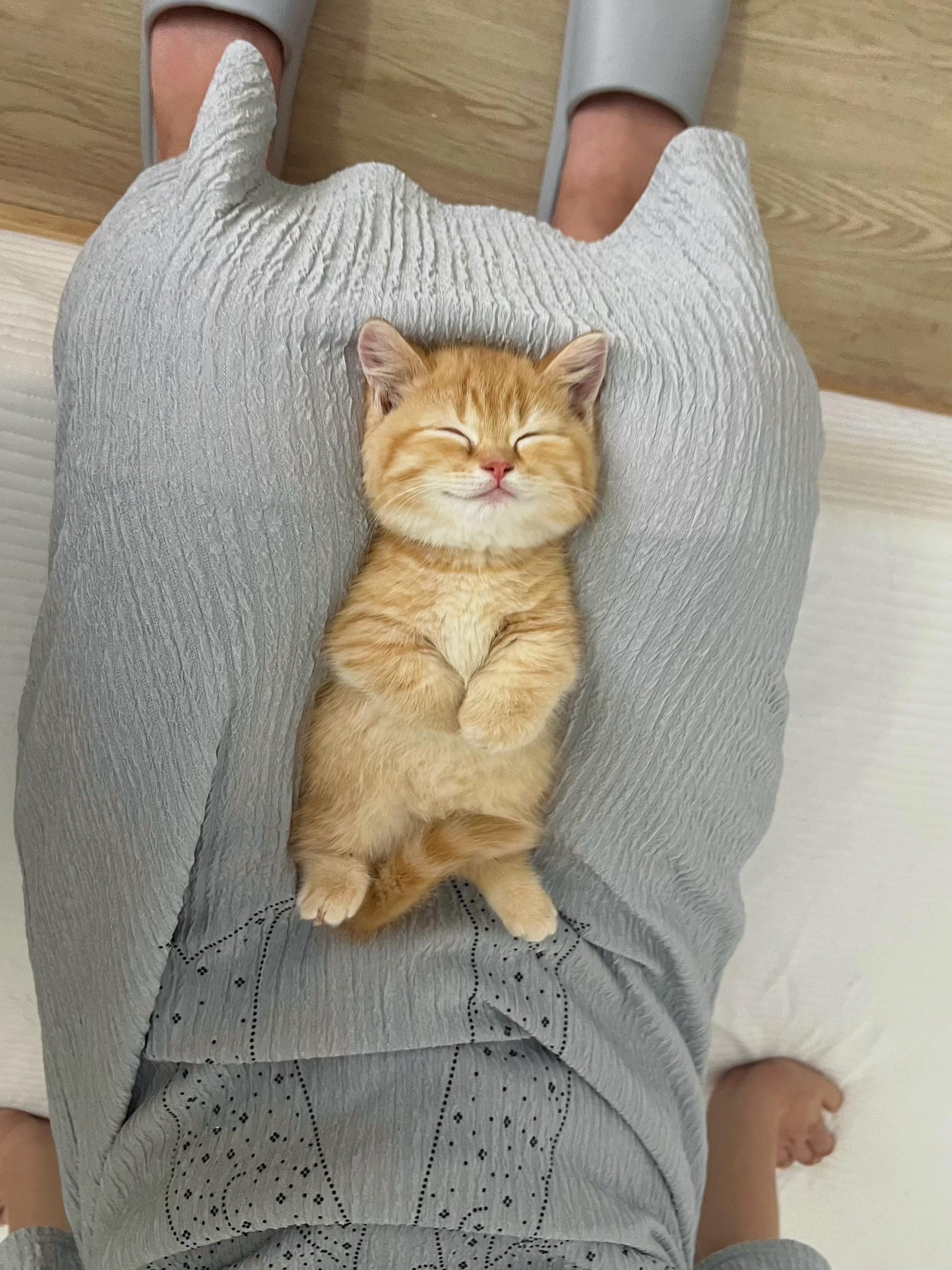 一定是做了什么美梦！治愈猫咪 萌宠