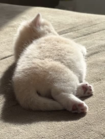 小咪乖乖睡​​​