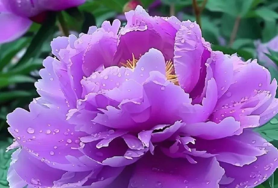 #文海冲浪短诗精选#《牡丹》艳丽娇姿冠群芳巧借东风自吐香纵使春去花事尽