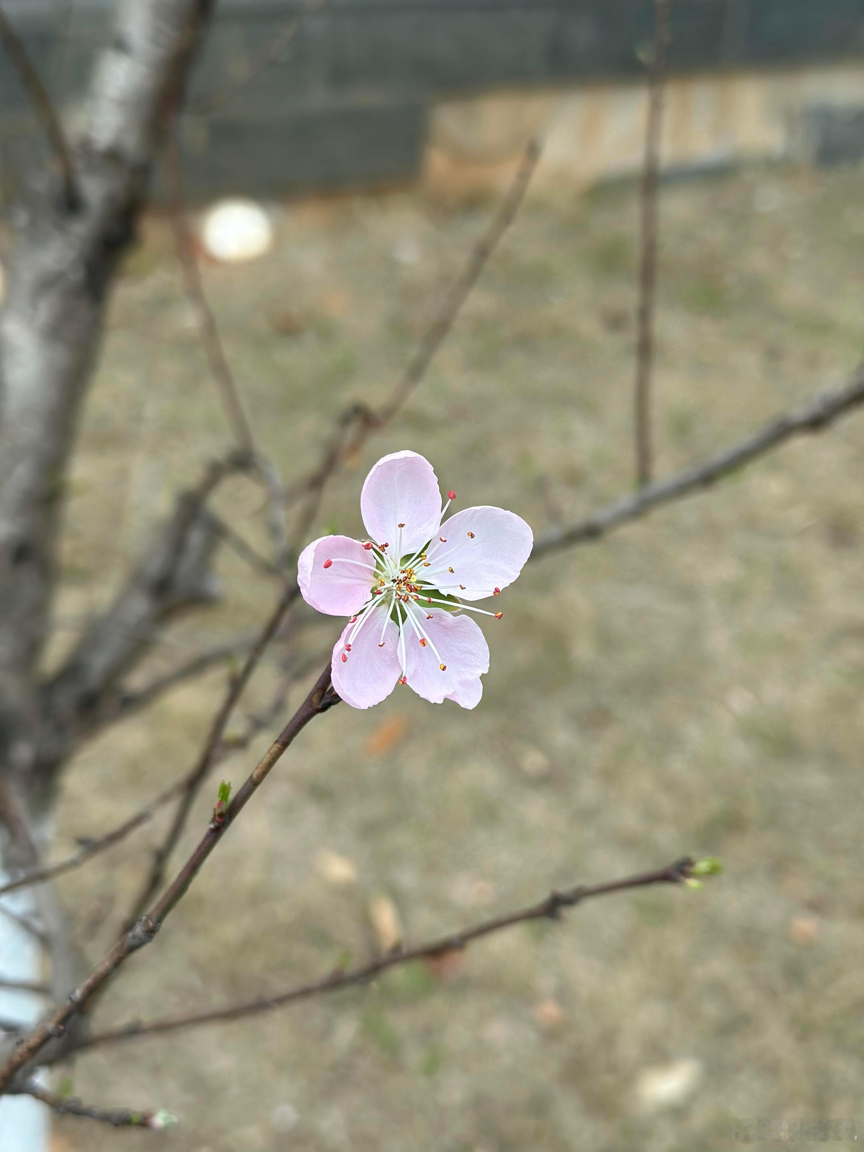 这是樱花吗？​​​