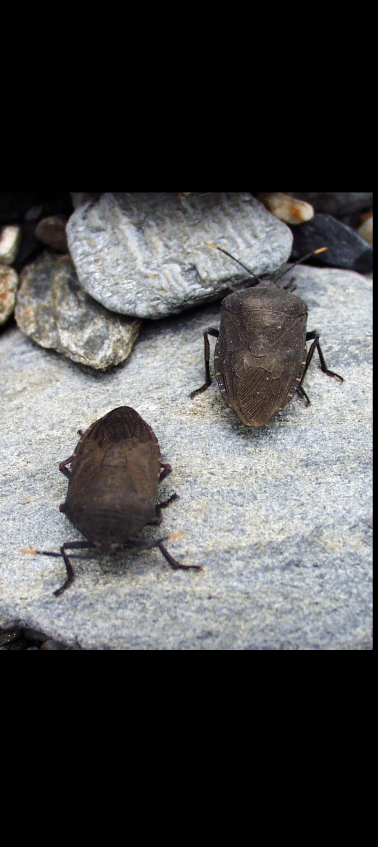 500元一斤的“打屁虫”成下酒菜，这事儿太新奇！在四川乐山峨边彝族自治县大渡河边