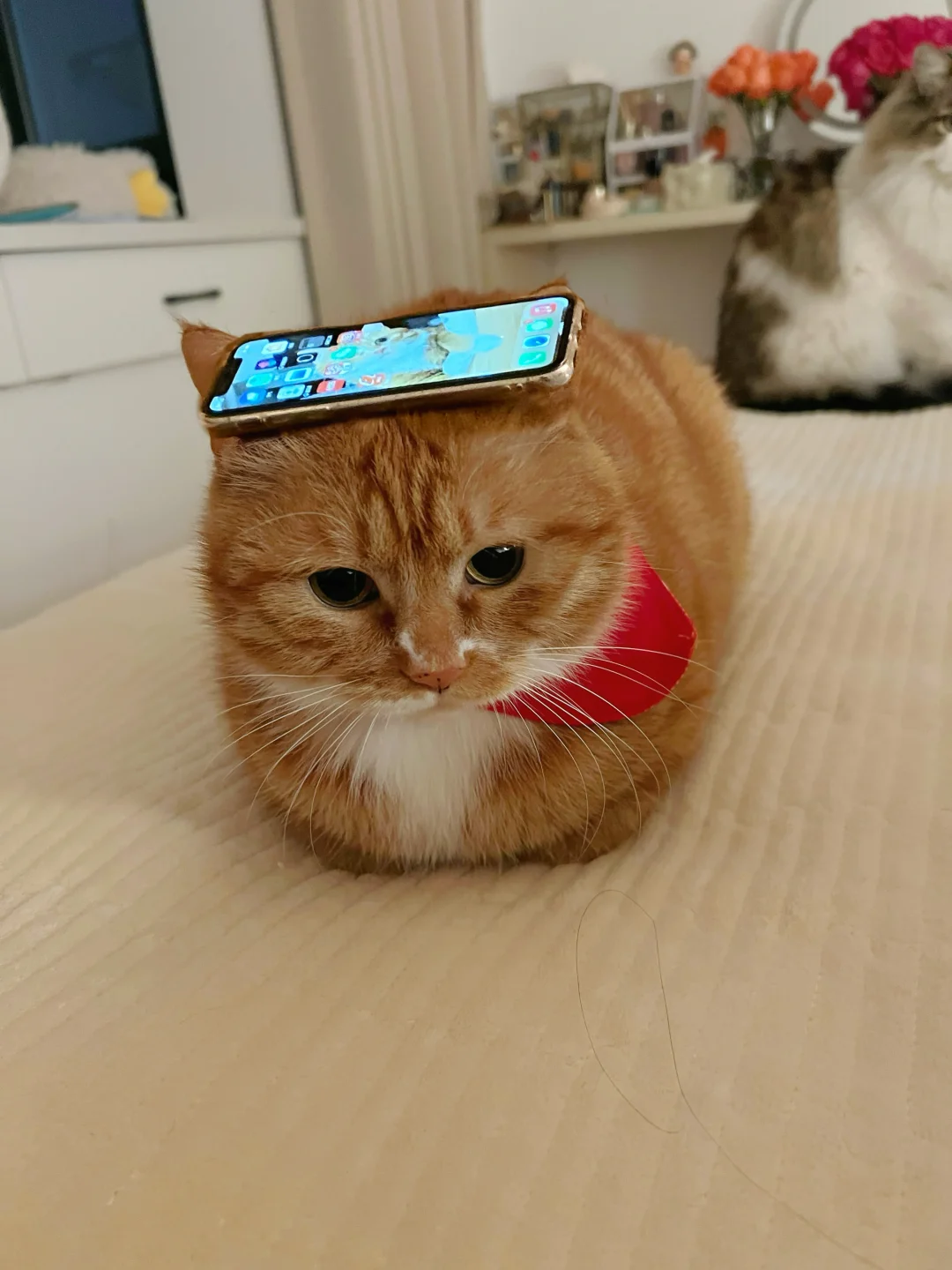 就喜欢欺负小猫咪！