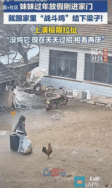 “科学无法解释！”辽宁，一女子放假回家过年，就跟家里的大公鸡结下梁子了，每天双方