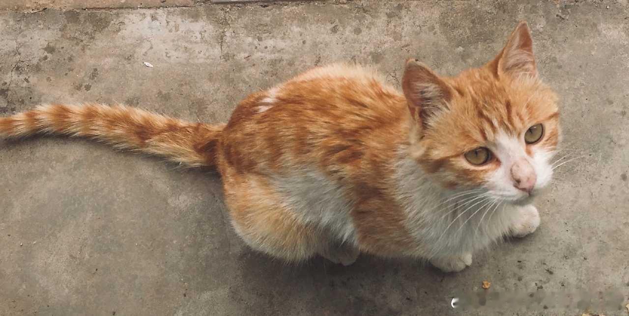 2609201657我今天在学校遇到了一只橘猫，一下课就看到了，我随口一叫它，它就跟过来，我逗着它玩