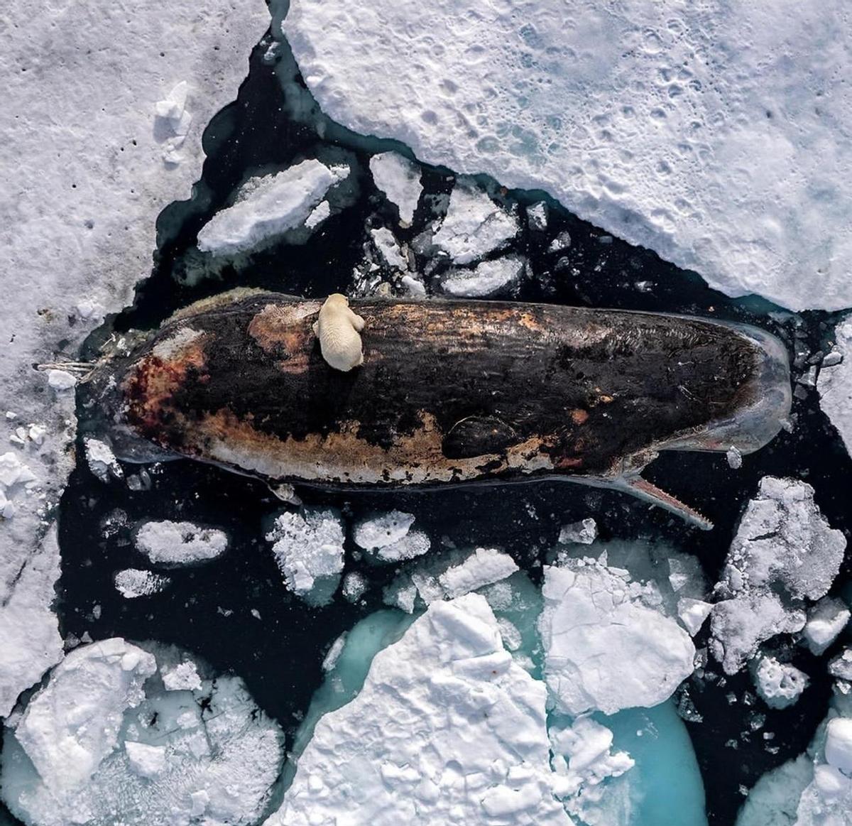 谁敢信，海边捡到一坨“臭便便”竟然能换套海景房？这种比黄金还贵的龙涎香，其实就