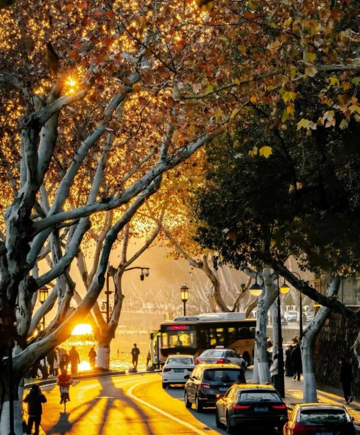 西湖景区“落叶不扫”已开始, 4条道路等你打卡