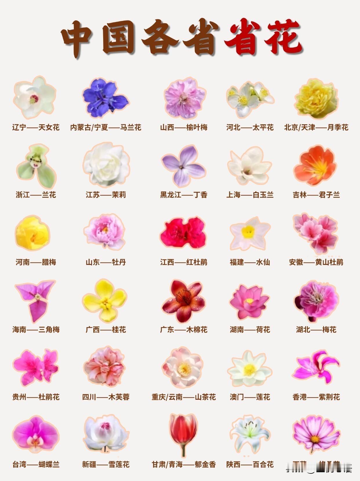 各省省花太惊艳！AI识花工具秒懂知识点每个省份都有专属“代言花”，颜值和寓