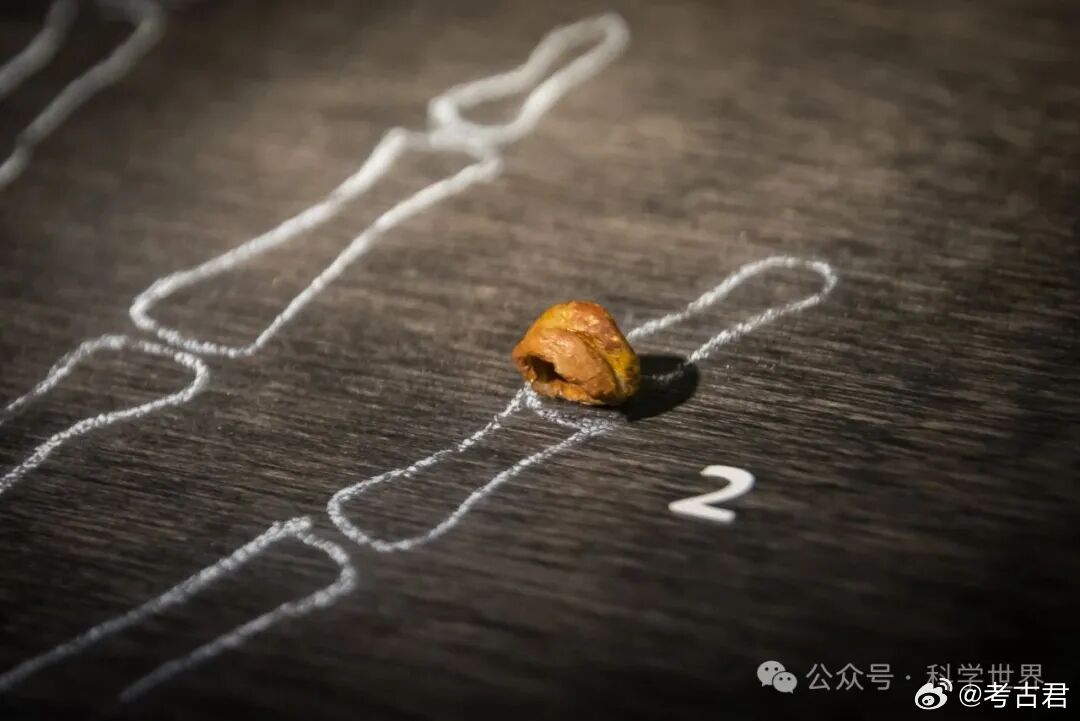 考古牙结石揭秘丹尼索瓦人哈尔滨出土的距今至少14.6万年的古人类头骨研究近日取