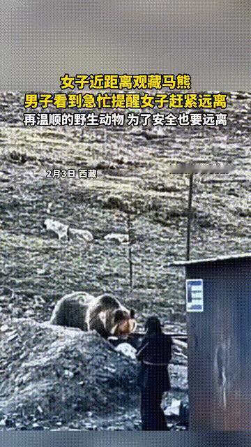 傻女人胆子大！2月3日，西藏某地发生令人心惊的一幕，一名年轻女子近距离观看野生藏