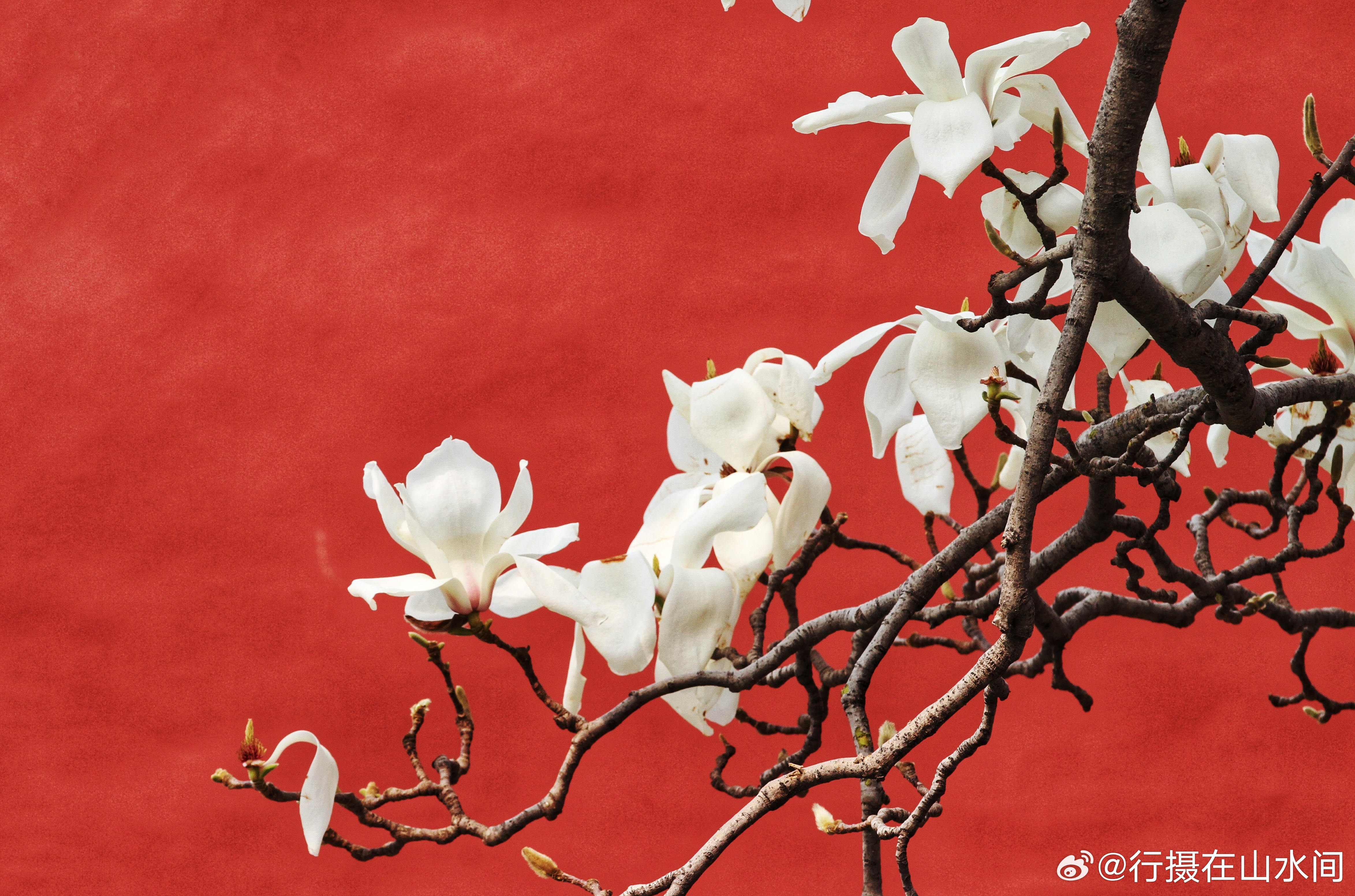 天坛斋宫玉兰花2026.3.27摄影北京春意渐浓