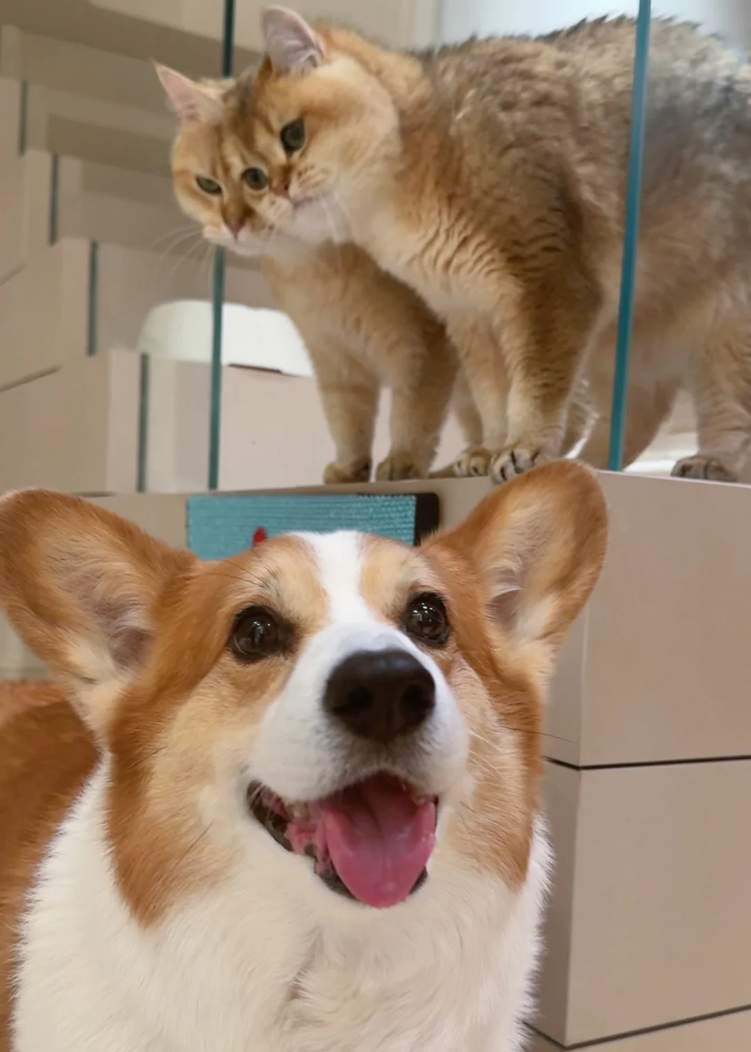 狗狗我呀 又发现小猫啦！