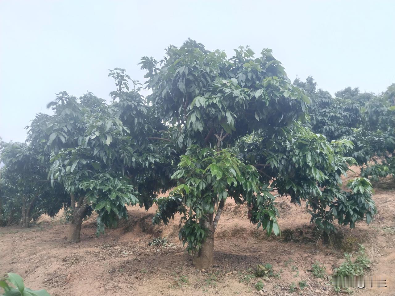 荔枝树末次发芽分化关键期养护受近期气候波动影响，今年荔枝树的发