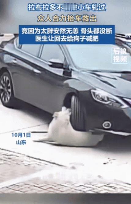 “笑不活了！”山东，拉布拉多正趴地上休息，结果，一辆小车没看见，直接从它身上轧过