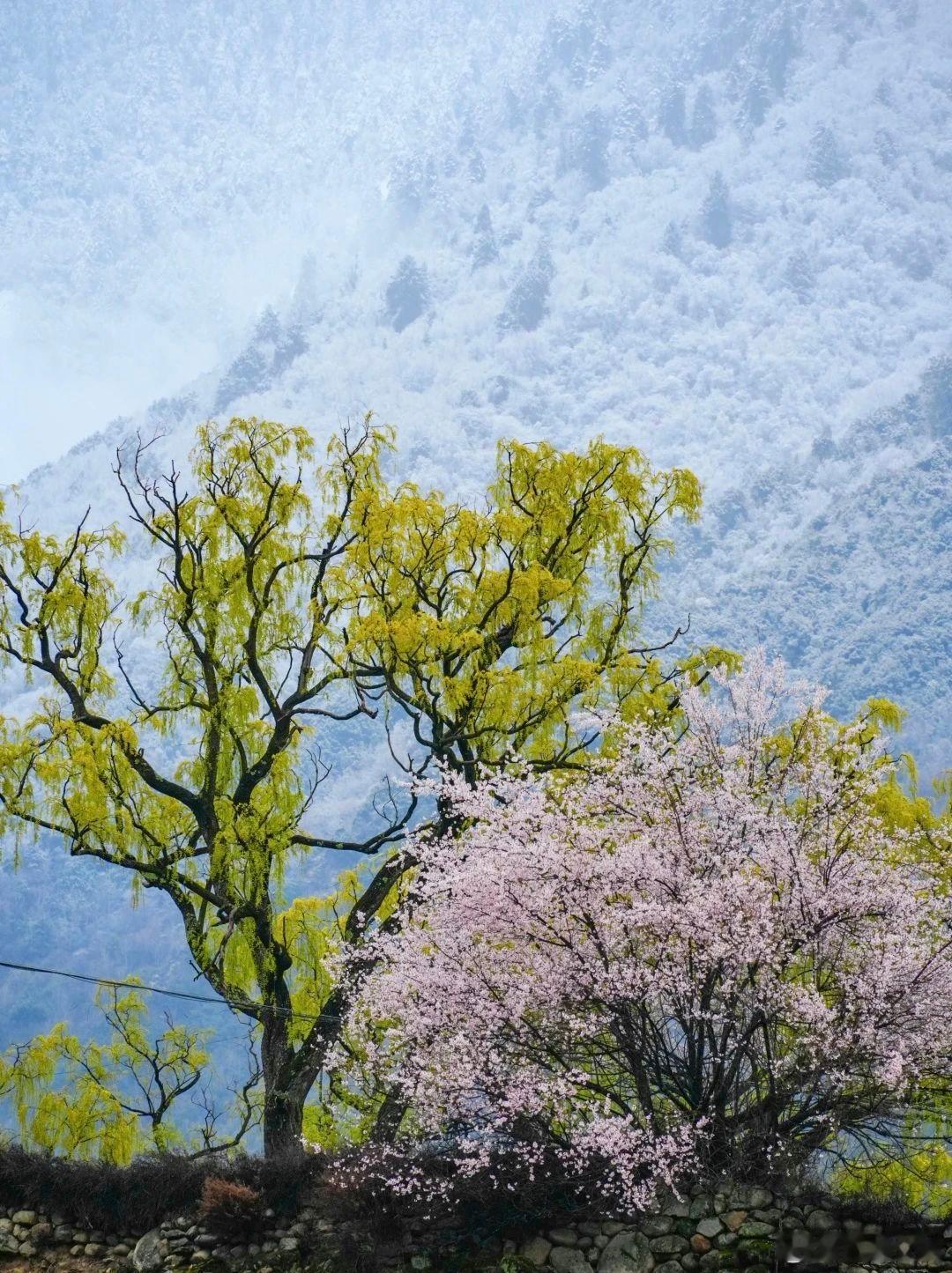 【西藏人私藏的桃花秘境！尼屋桃花秘境自驾攻略！】春日自驾图鉴D1拉萨/那曲→嘉