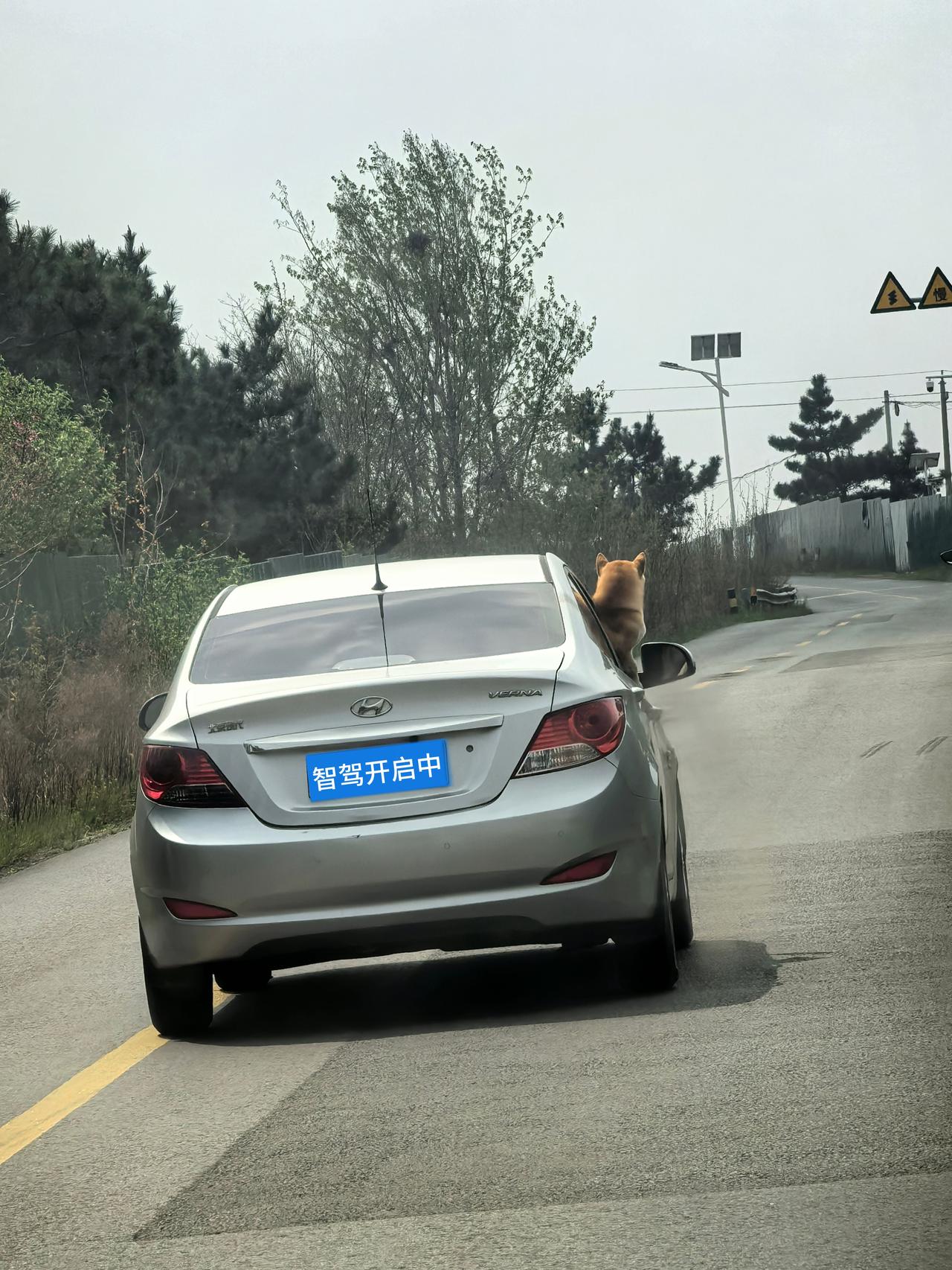 全球首发狗头智驾系统上线！右窗探出的狗头🐶，一脸专注扫描路况，无论是劈弯还