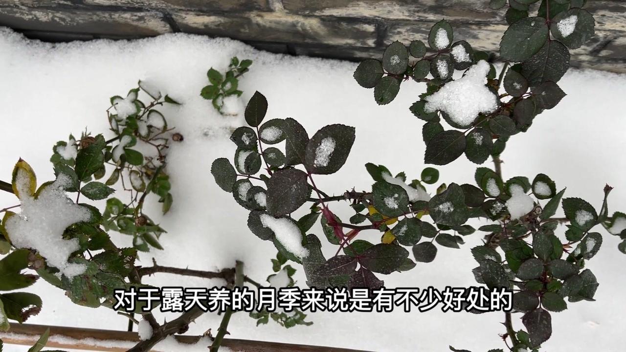 武汉迎来今年第一场大雪，露天养的月季其实有不少好处。雪覆盖土壤能隔绝冷空气，融化