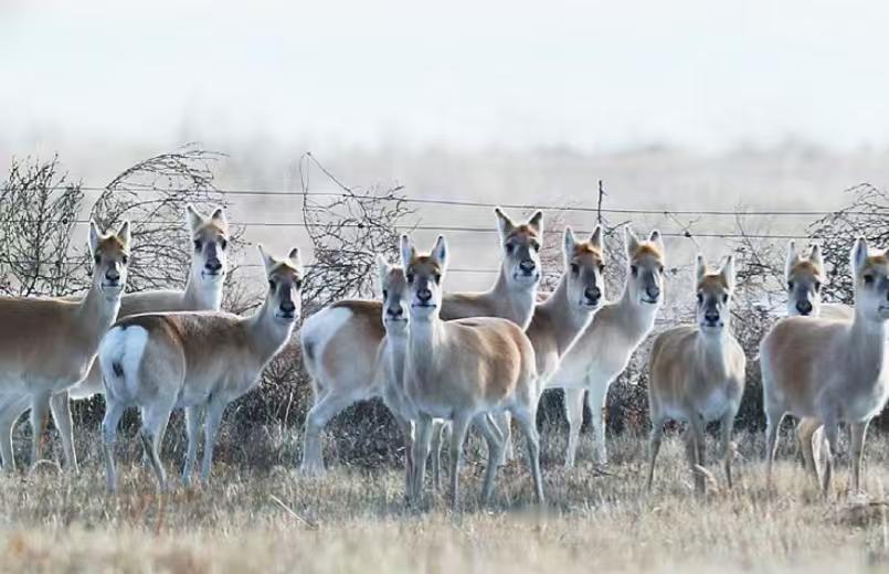 每年冬季，上万只黄羊从蒙古“偷渡”到内蒙古，让当地牧民苦不堪言，因为这么多黄羊是