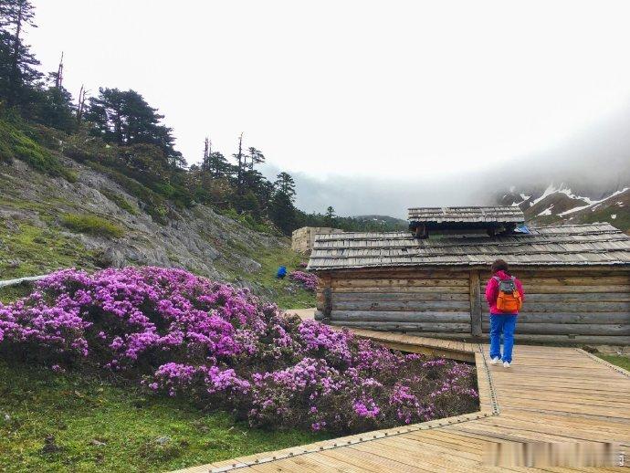云南旅行云南香格里拉高山杜鹃。via巴拉格宗风景名胜区​​​​