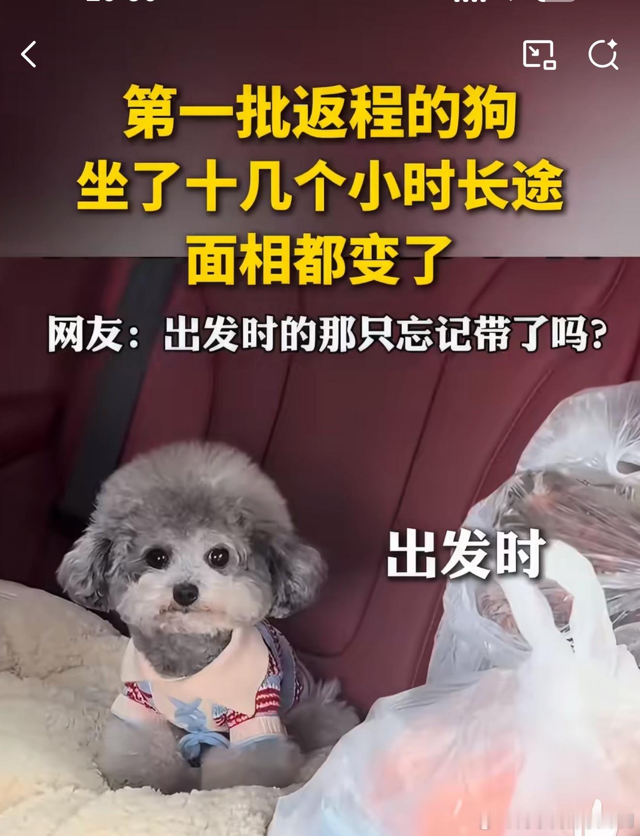 小狗坐十几个小时长途面相都变了哈哈哈，带狗返程，更别说狗了，人坐十多个小时车都麻