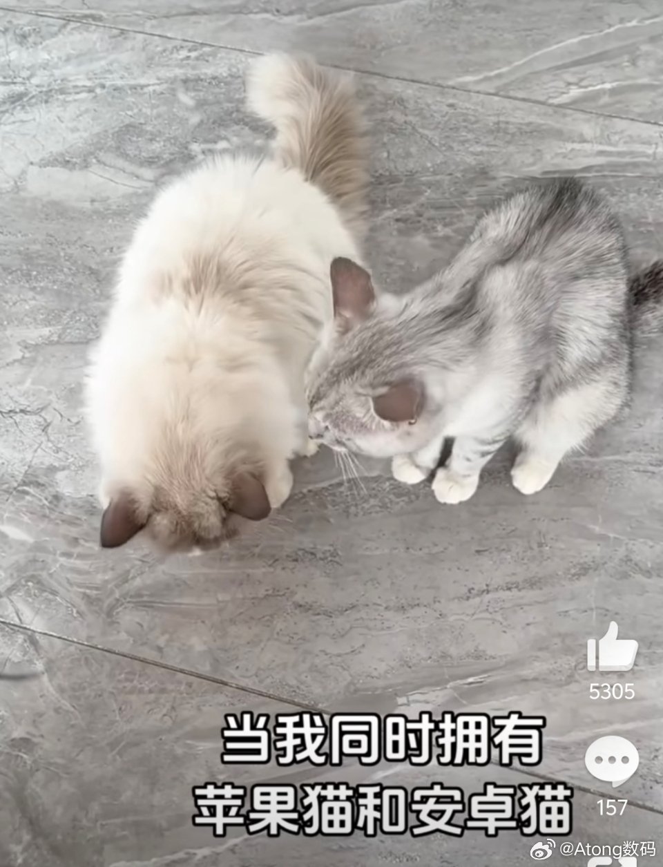安卓猫苹果猫小猫是最无辜的莫名就变成苹果猫和安卓猫说出这种话的人不知道咋想的[
