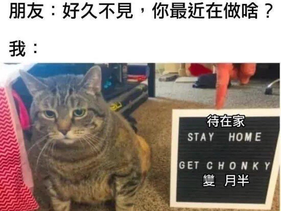 最近猫meme​​​