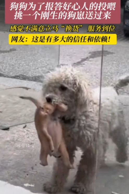 “谁说投喂流浪动物没回报？”江苏一女子投喂流浪狗，没想到能收到“回礼”，狗妈还主