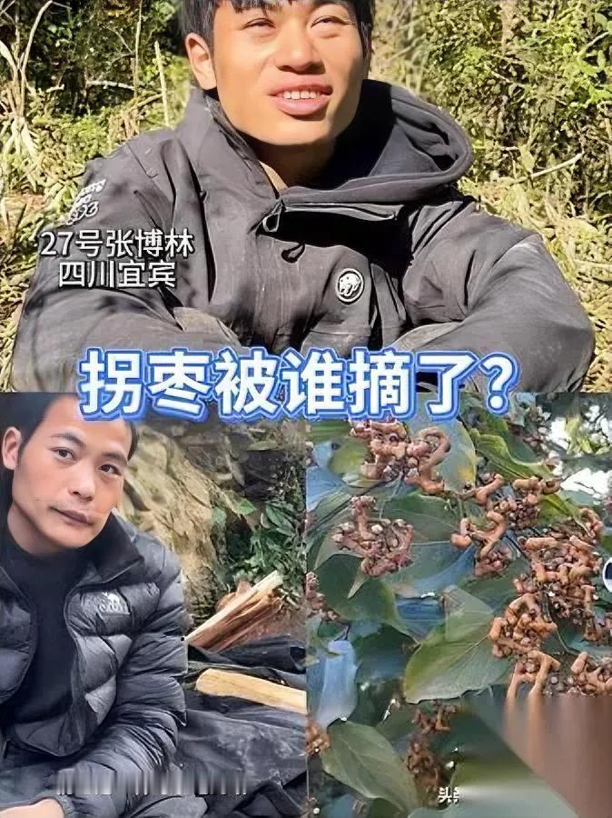 七星山拐枣离奇失踪？选手扑空只剩光树究竟谁捷足先登？节目组曝光七星山藏着