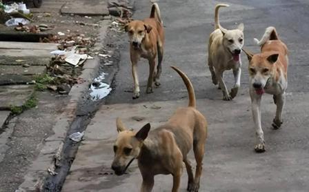 令人痛心！黑龙江，路人遭恶犬袭击报警，民警连着两次催狗主人马某回家拴狗，这人硬是