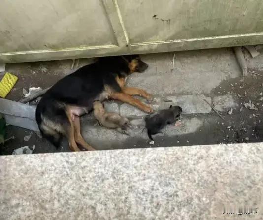 太可怜了！这天一位小哥哥去上班，由于快迟到他就抄近路了，结果在那条小弄堂里，看到