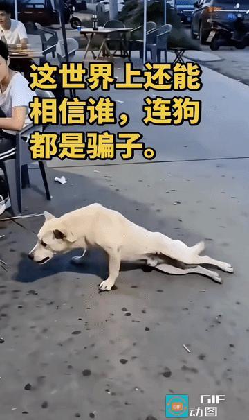现实版～骗你是小狗！这世界还有什么可信的？夜市摊上，一只狗子直接瘫倒在地，
