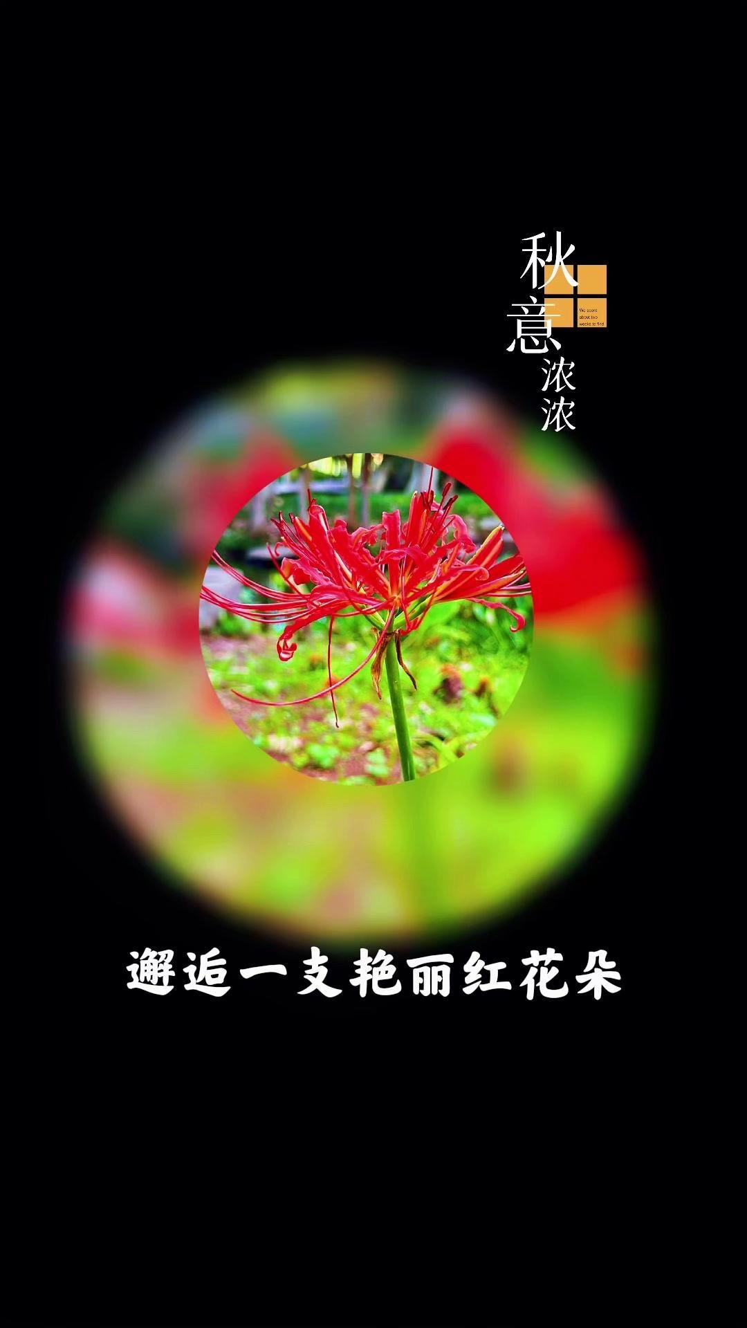 秋风起时，藏在城市角落的小花悄悄绽放。偶然翻到手机里之前抓拍的这些瞬间，每一朵都