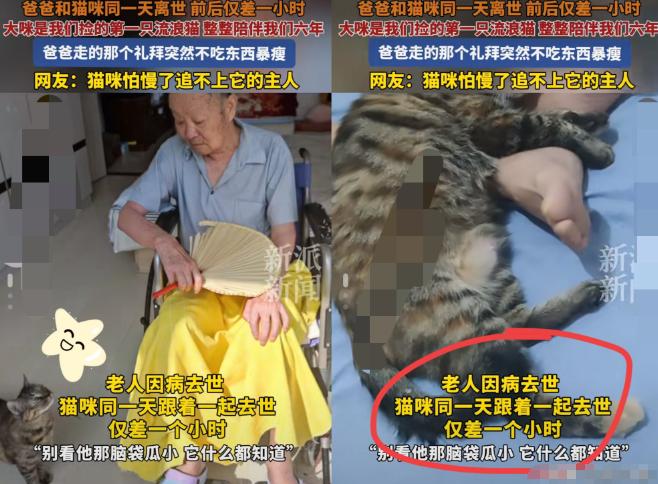“这下科学也没法解释了！”山东烟台，一位老人离世，不料当天家里的猫咪也走了，而且