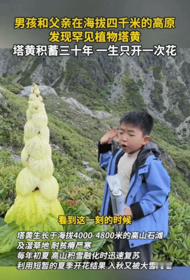 高原偶遇生命奇观！西藏，男孩与父亲徒步高原，在海拔4000米流石滩上遇见一株塔黄