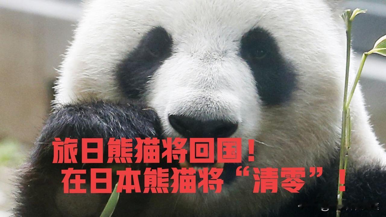 53年来首次！2026年1月，在日本最后两只“熊猫”将归还中国，届时在