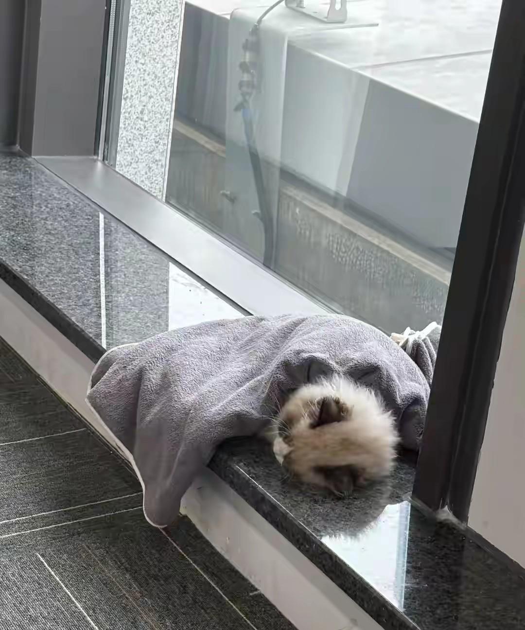外面下起了大雨，一只流浪猫来到服务大厅的窗台上避雨，因为雨一直下，猫咪等的睡着了