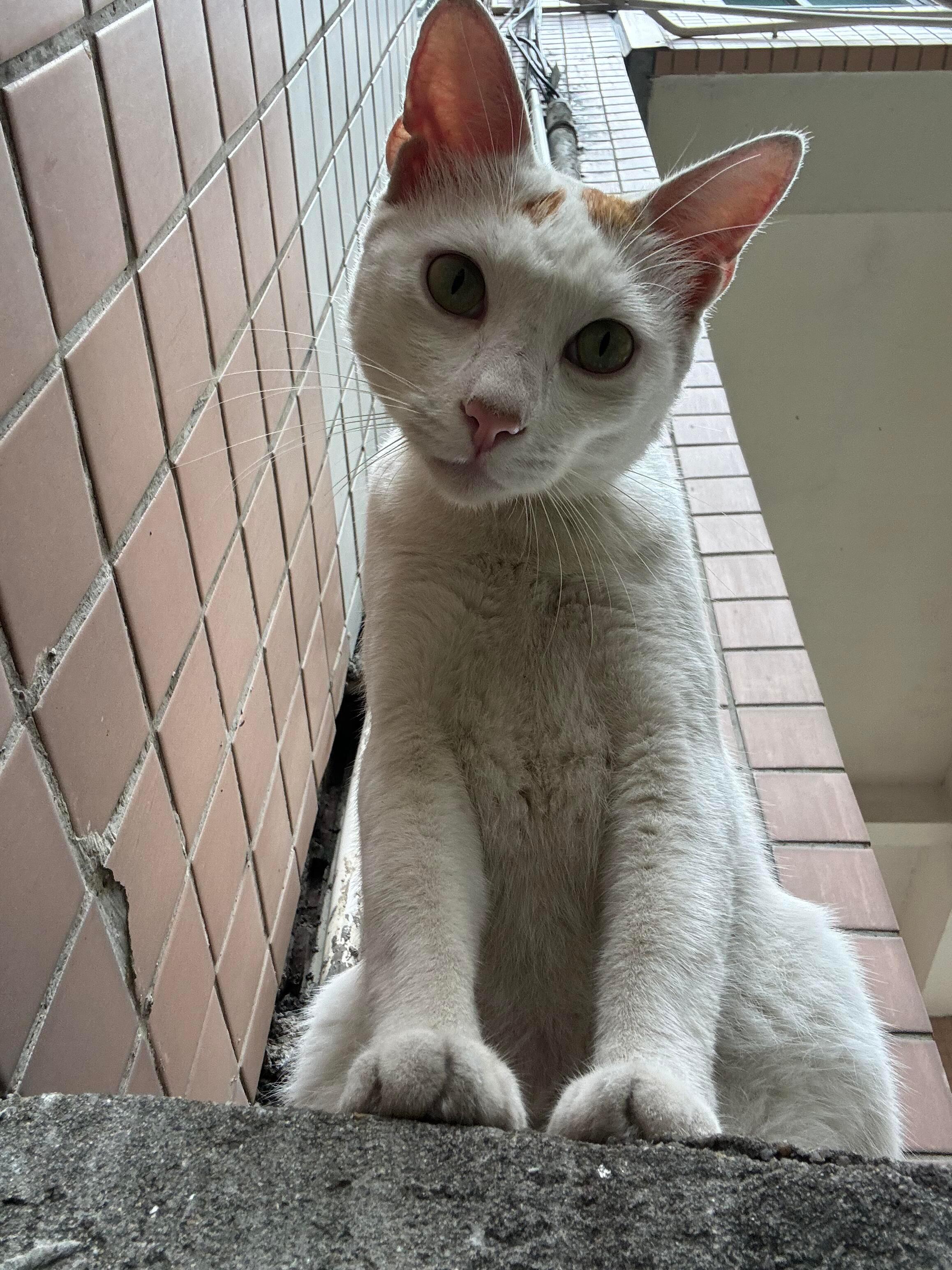 参天大猫参见咪咪大王。动物奇遇记
