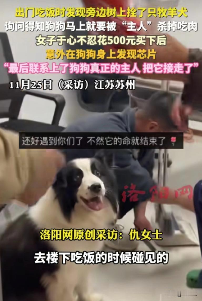 “遇到好心人了！”江苏苏州，女子出去吃饭时，听到一名维修工要把边牧杀了吃肉，就花