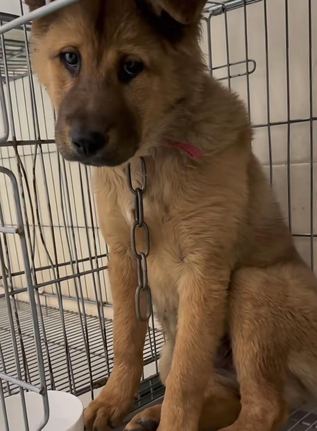 这只三个月大的小黄狗是超市老板12月份花200块钱买的，打算养到过年吃狗肉。老板