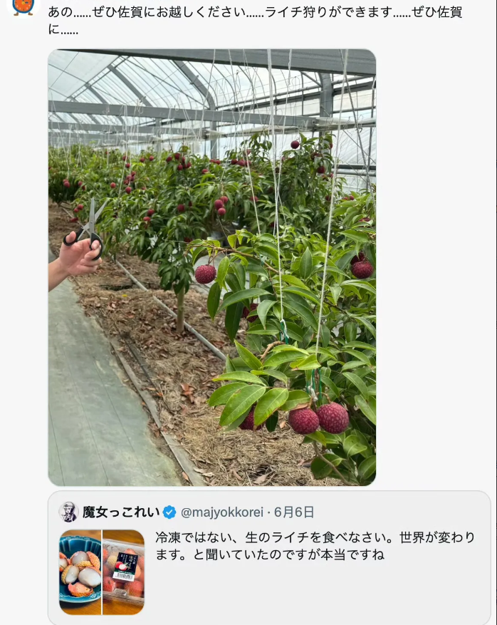 被日本人的种荔枝树的骚操作惊呆了！日本人以前不仅吃不懂荔枝这美食，一直都是吃