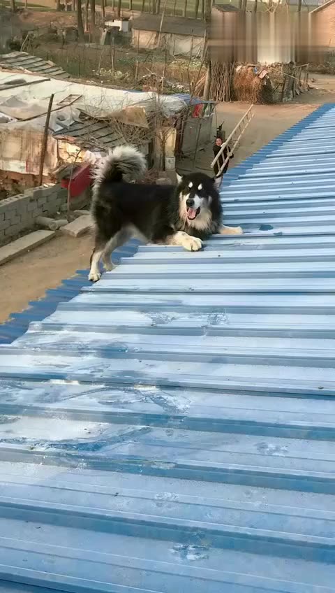 老电影《飞虎》1952(八一)01_土豆视频